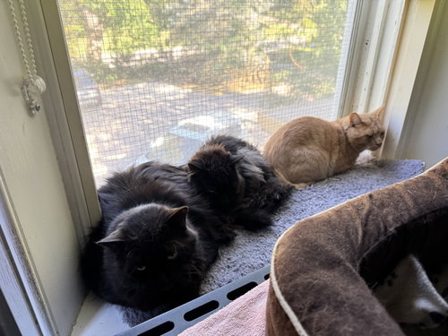 Photo of Buffy