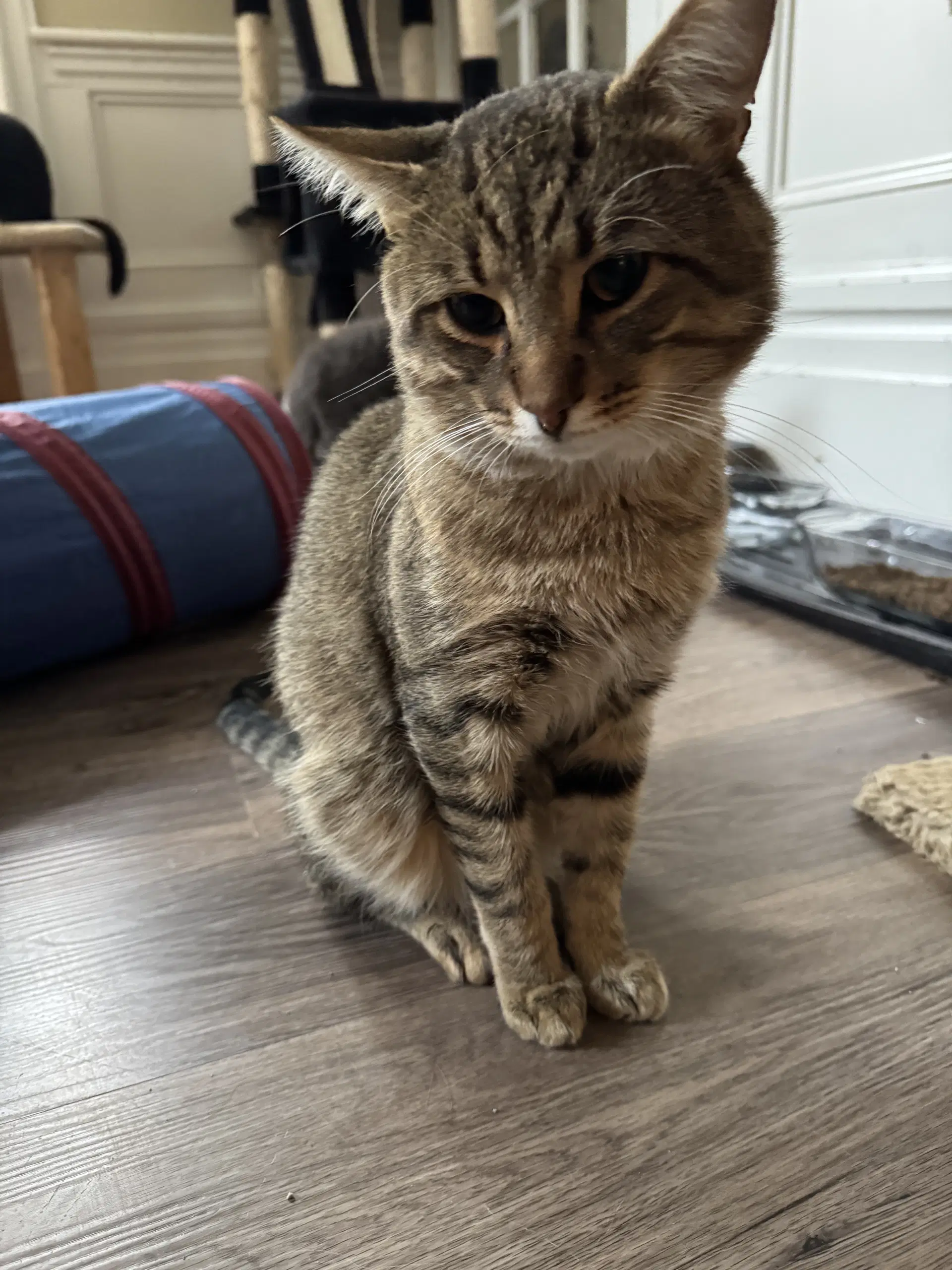 Dude - Domestic Short Hair