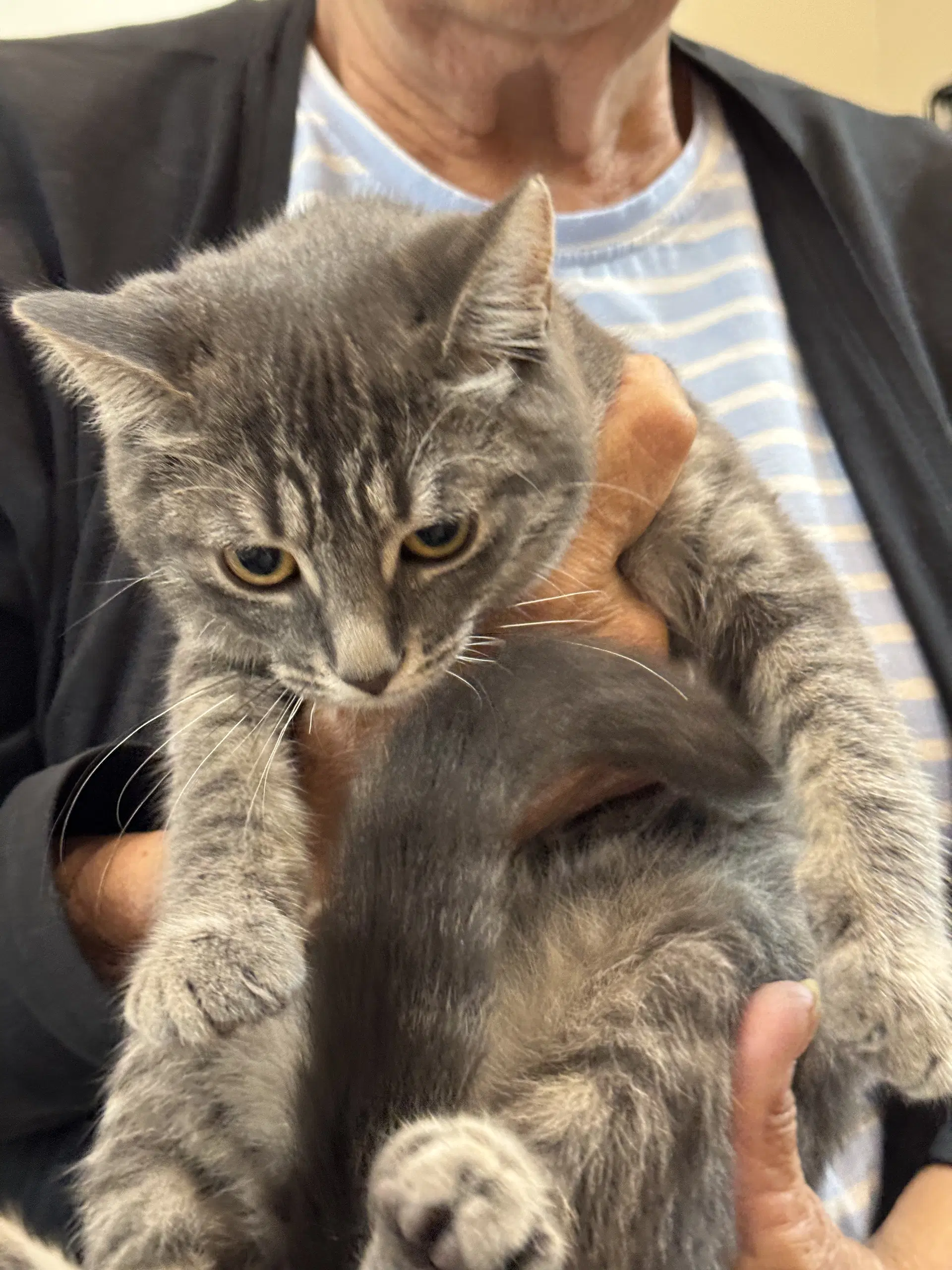 Coming Soon - Grasshopper - Domestic Short Hair