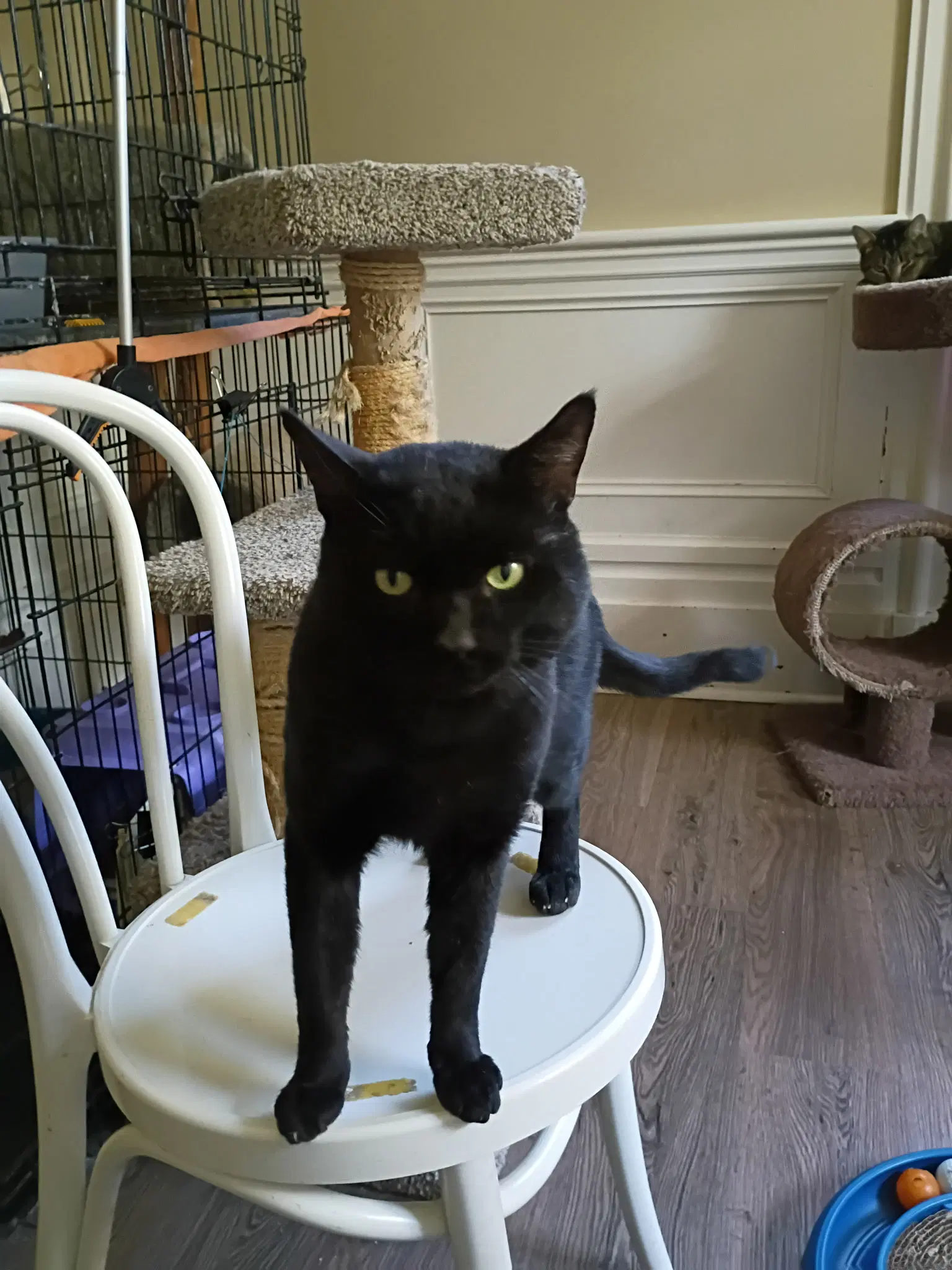 Bruce - Domestic Short Hair