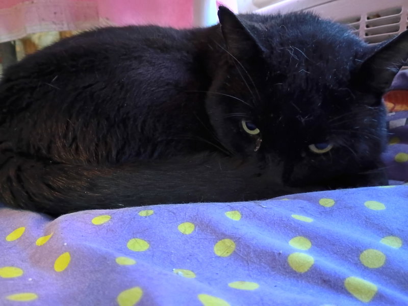 Bruce, photo 2