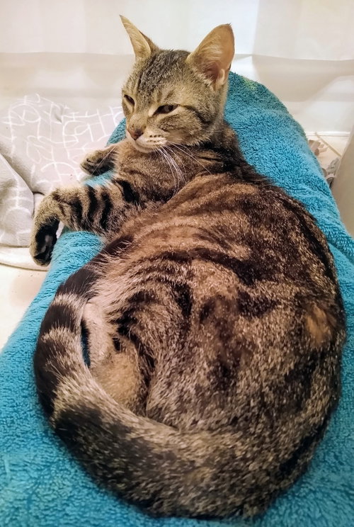Photo of Phoenix