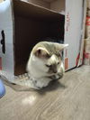 adoptable Cat in , ON named Jack - Sponsored by Stephan S.