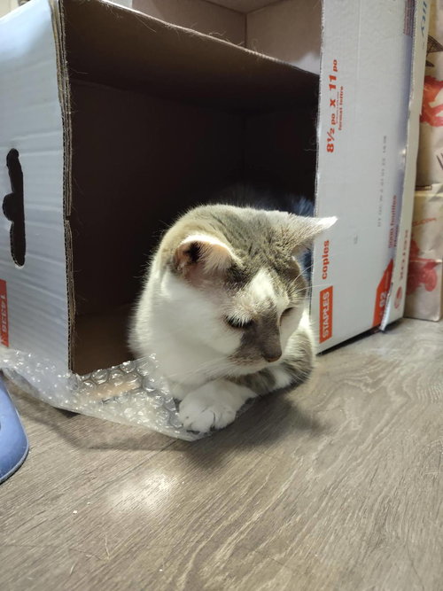 JACK - SPONSORED BY STEPHAN S. - Domestic Short Hair available for adoption