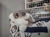 Jack - Sponsored by Stephan S. - Photo 3