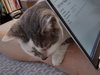 Jack - Sponsored by Stephan S. - Photo 4