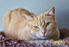 adoptable Cat in Markham, ON named Ivy - Sponsored by Robert R