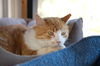 adoptable Cat in , ON named Shakespurr -  - Sponsored by Andrea D. (Walli)