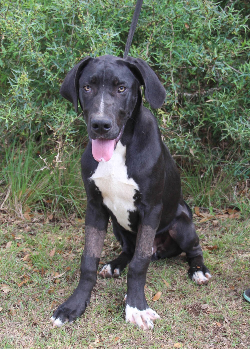 adoptable Dog in Lakehills, TX named Radley