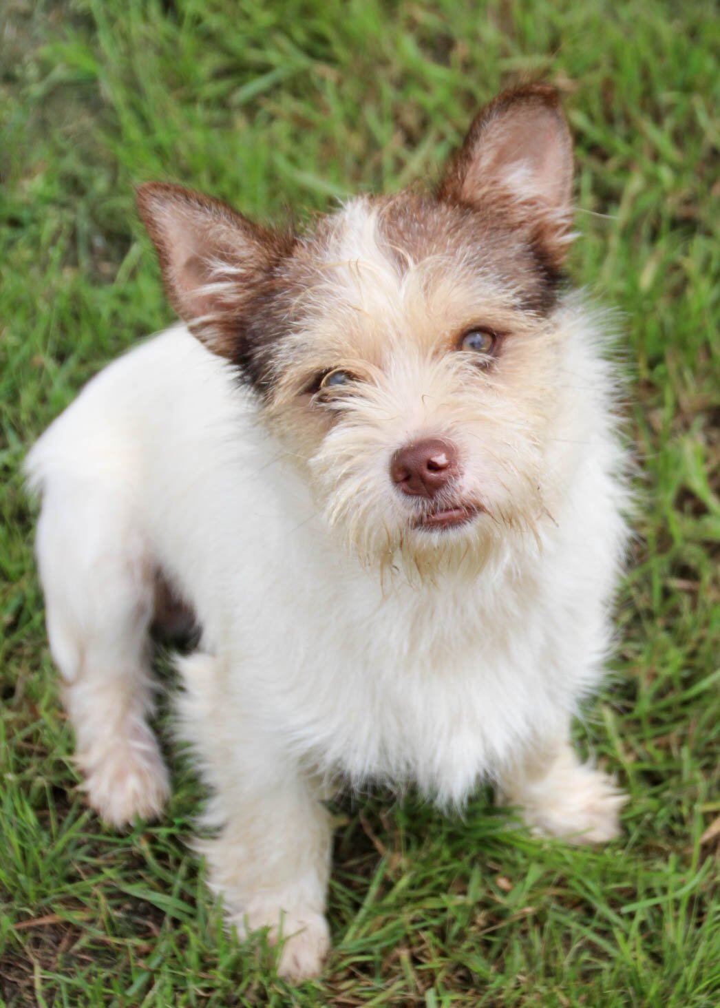 adoptable Dog in Lakehills, TX named Piglet