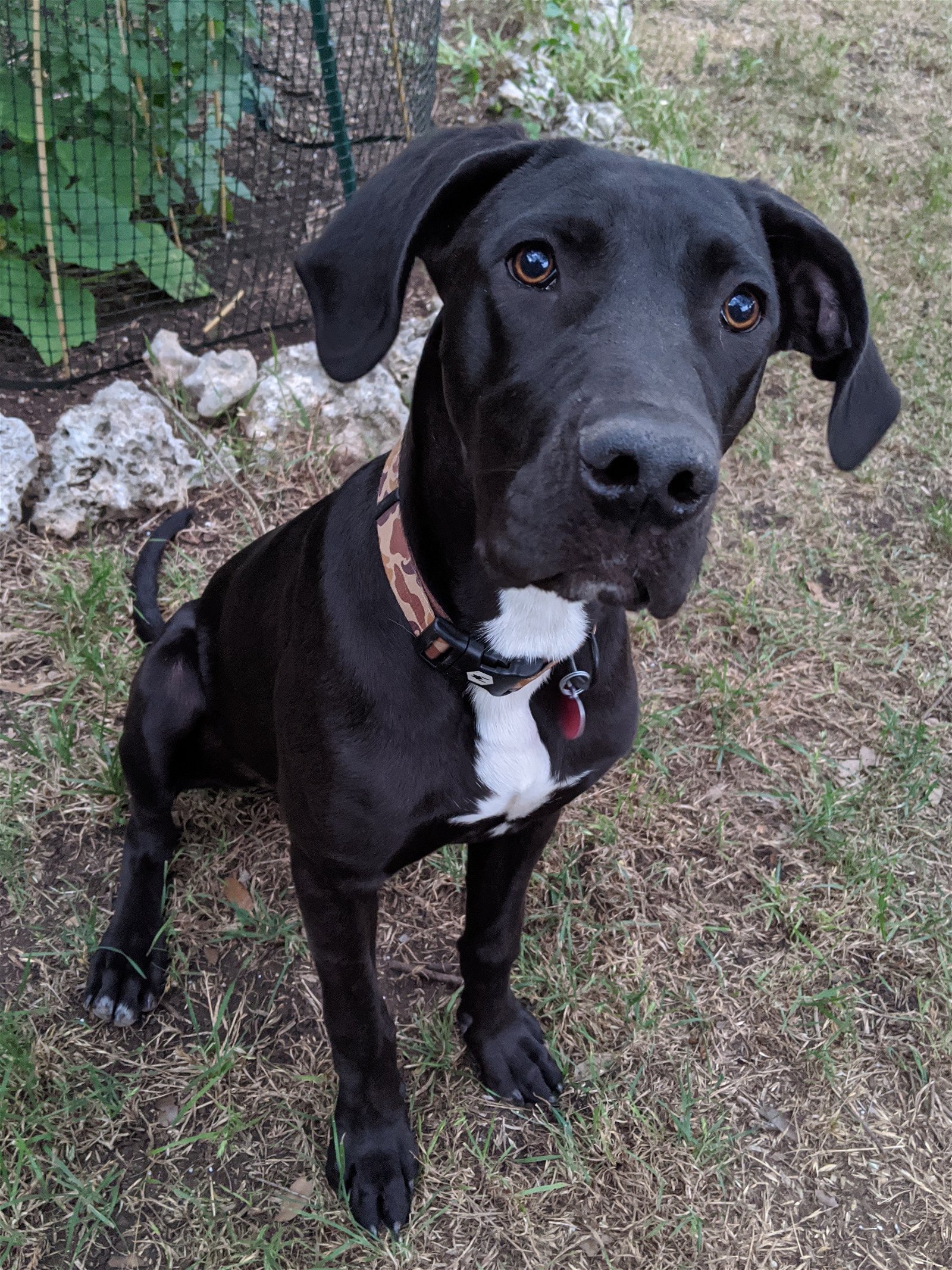 adoptable Dog in Lakehills, TX named Rachael