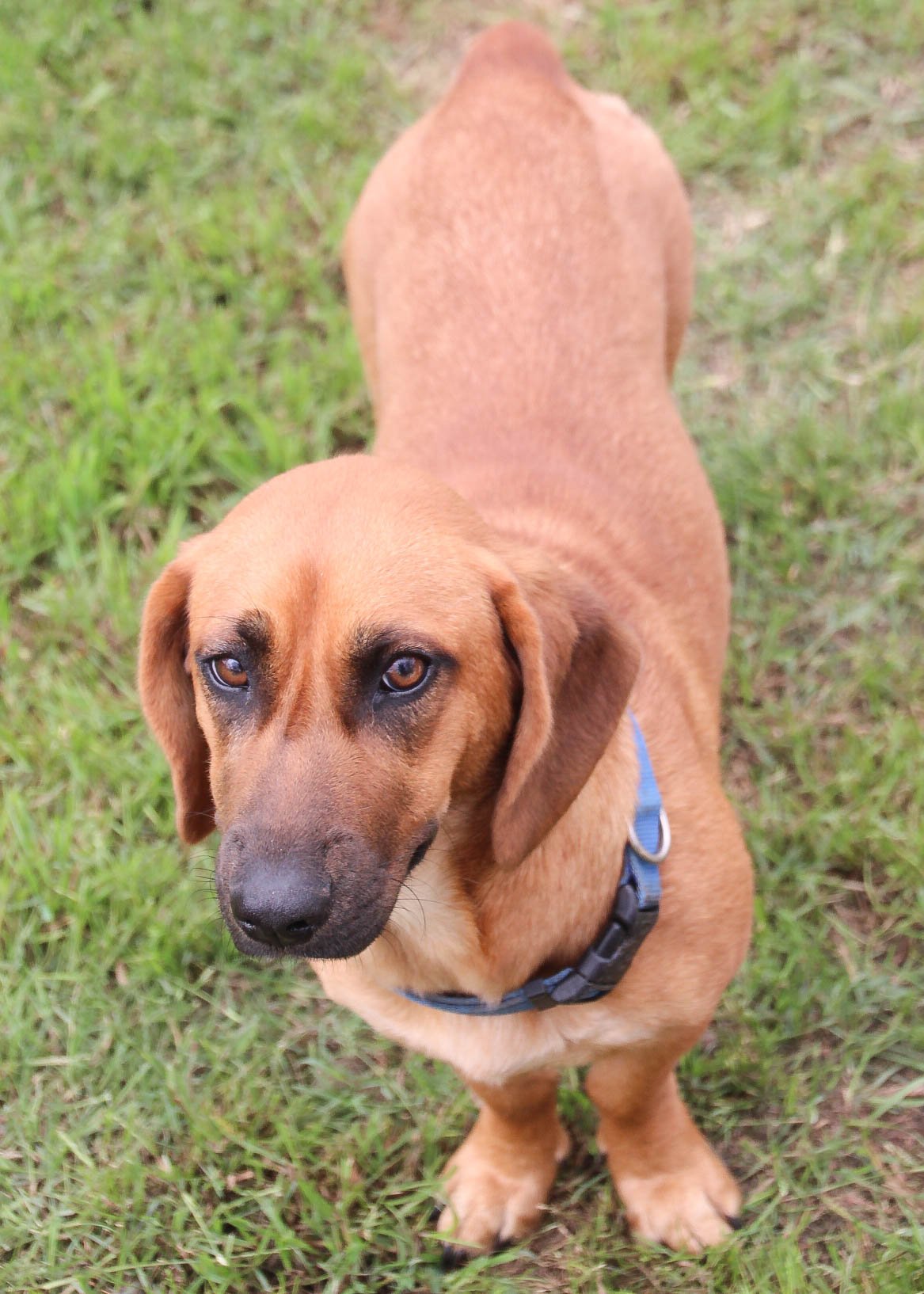 adoptable Dog in Lakehills, TX named Rebecca