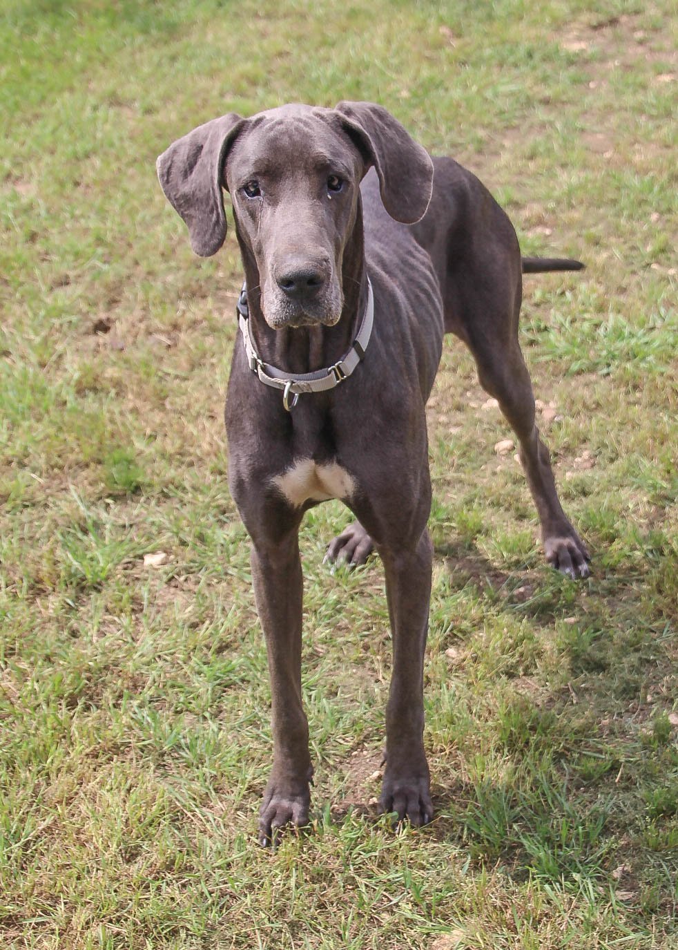 adoptable Dog in Lakehills, TX named Stella