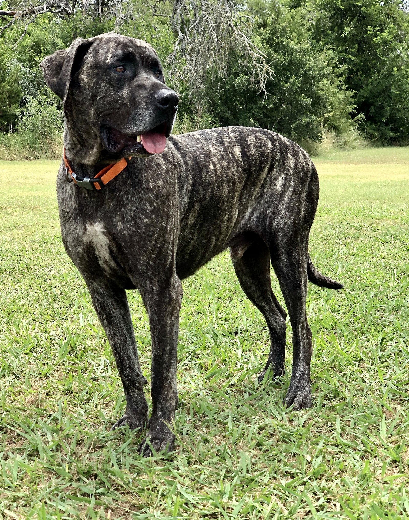 adoptable Dog in Lakehills, TX named Sampson