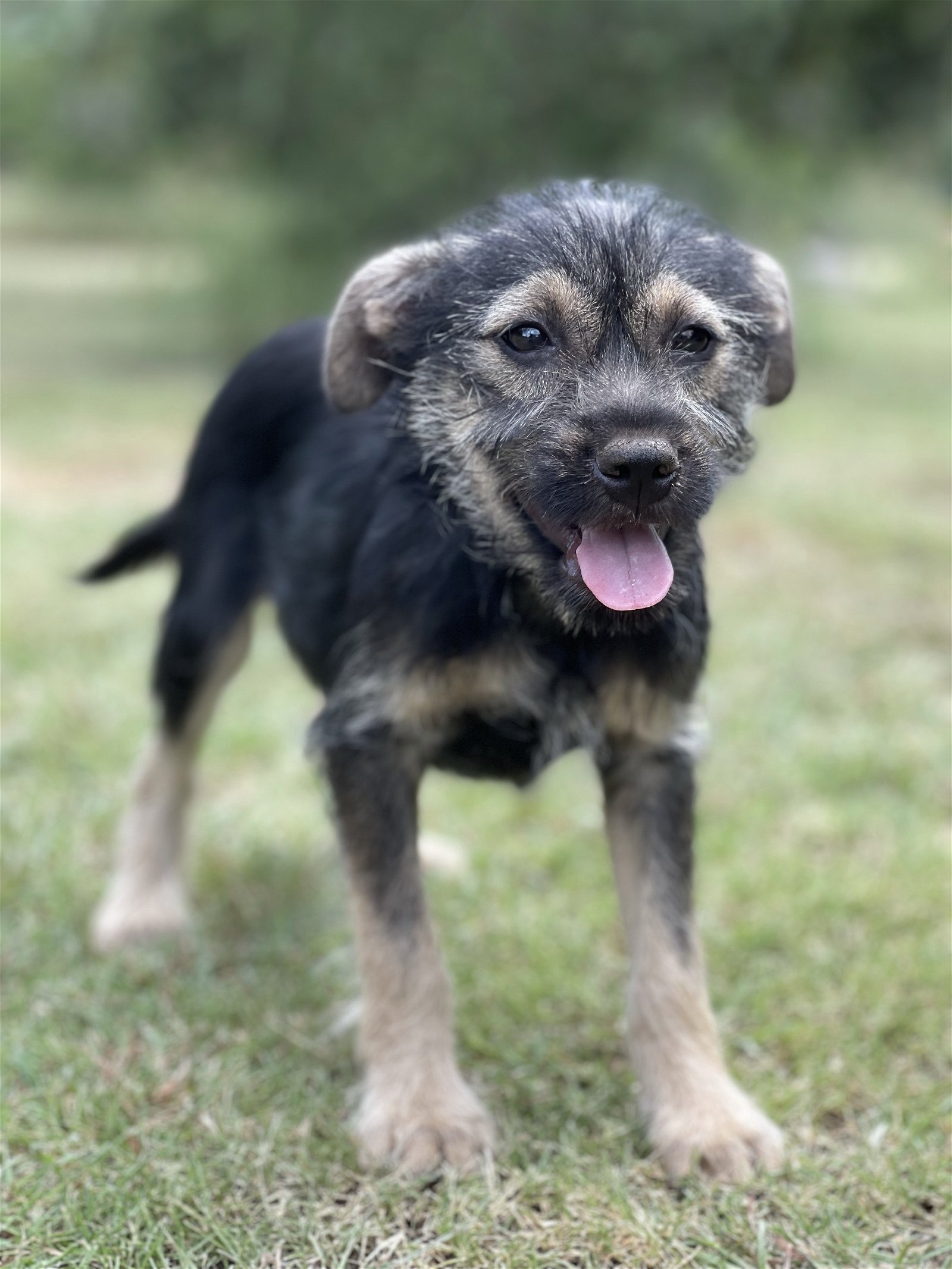 adoptable Dog in Lakehills, TX named Harley