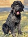 adoptable Dog in lakehills, TX named Lola