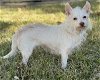 adoptable Dog in lakehills, TX named Zizzle