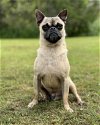 adoptable Dog in lakehills, TX named Niles Crane