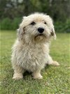 adoptable Dog in lakehills, TX named Lani