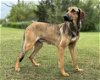 adoptable Dog in lakehills, TX named Laurel