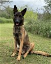 adoptable Dog in lakehills, TX named Lana