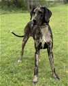adoptable Dog in lakehills, TX named Moana