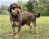 adoptable Dog in lakehills, TX named Valerie