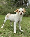 adoptable Dog in lakehills, TX named Levi