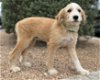 adoptable Dog in lakehills, TX named Skylar