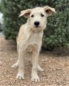 adoptable Dog in lakehills, TX named Sunshine