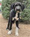 adoptable Dog in lakehills, TX named Strawberry