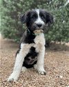 adoptable Dog in lakehills, TX named Teacup