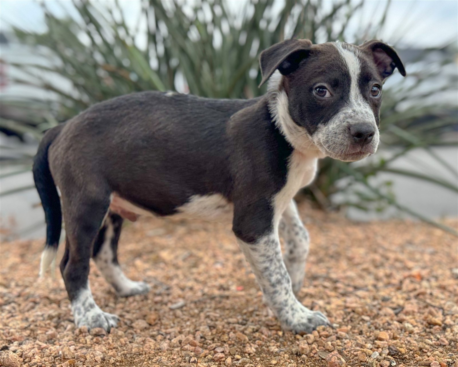 adoptable Dog in Lakehills, TX named Mickey