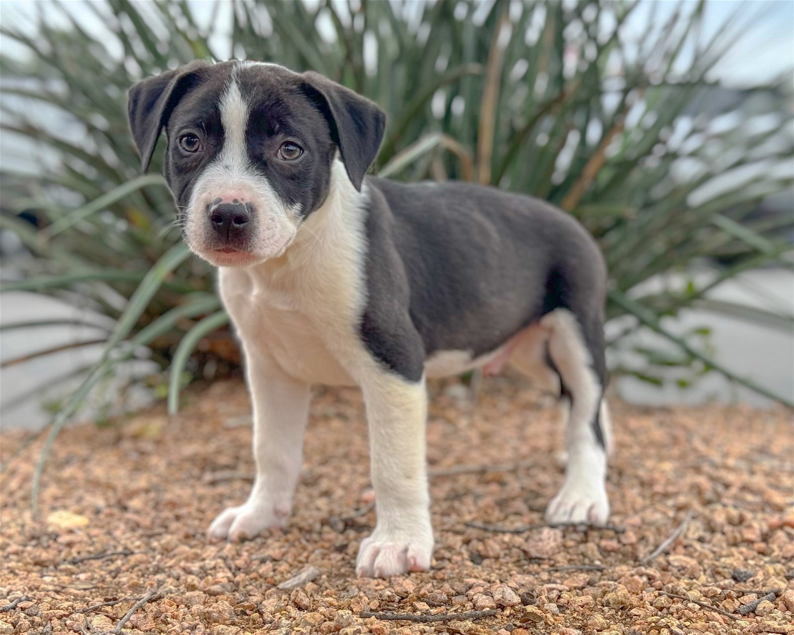 adoptable Dog in Lakehills, TX named Donald