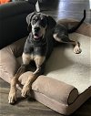 adoptable Dog in  named Apollo5