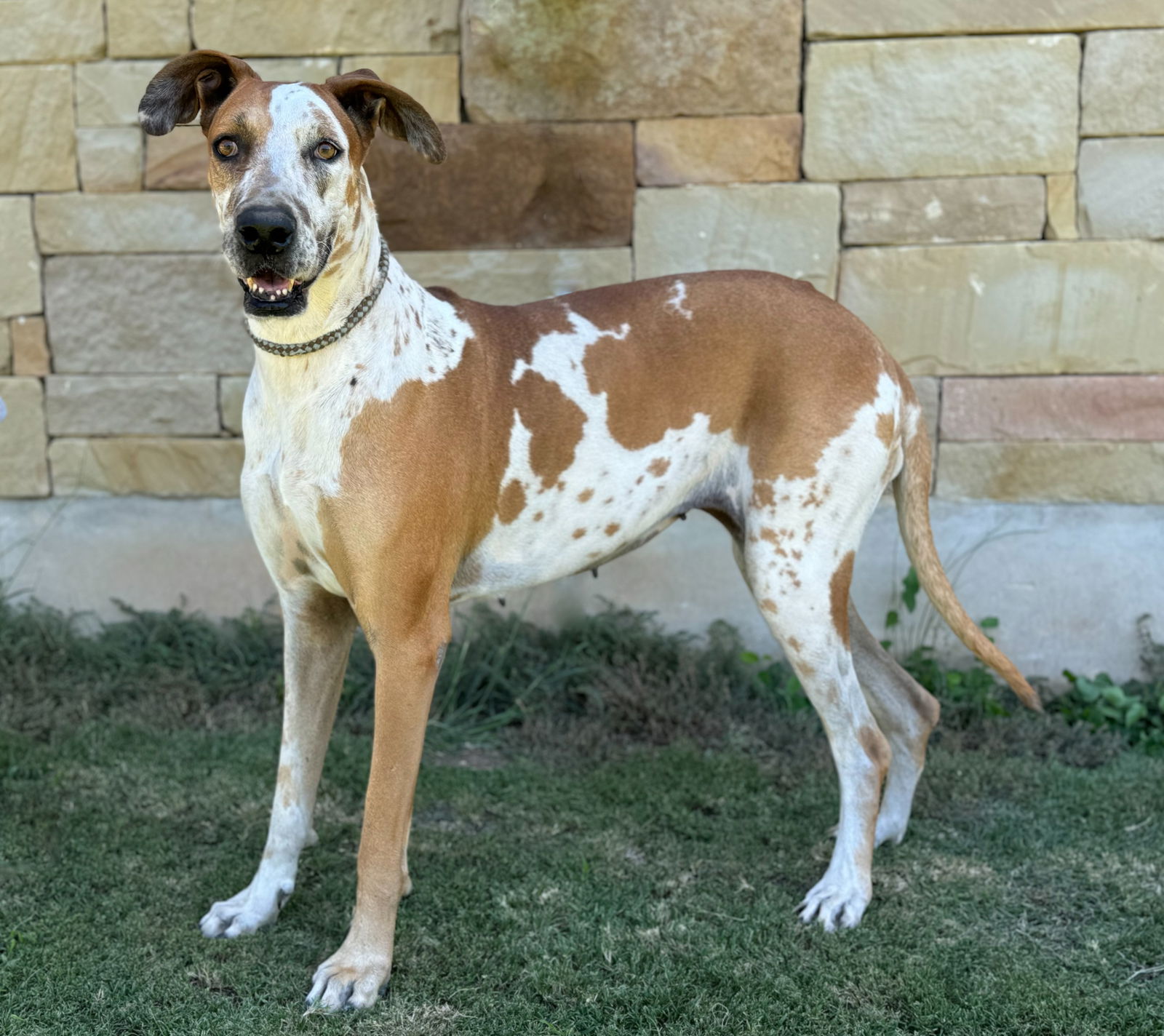 adoptable Dog in Lakehills, TX named Billie Holiday