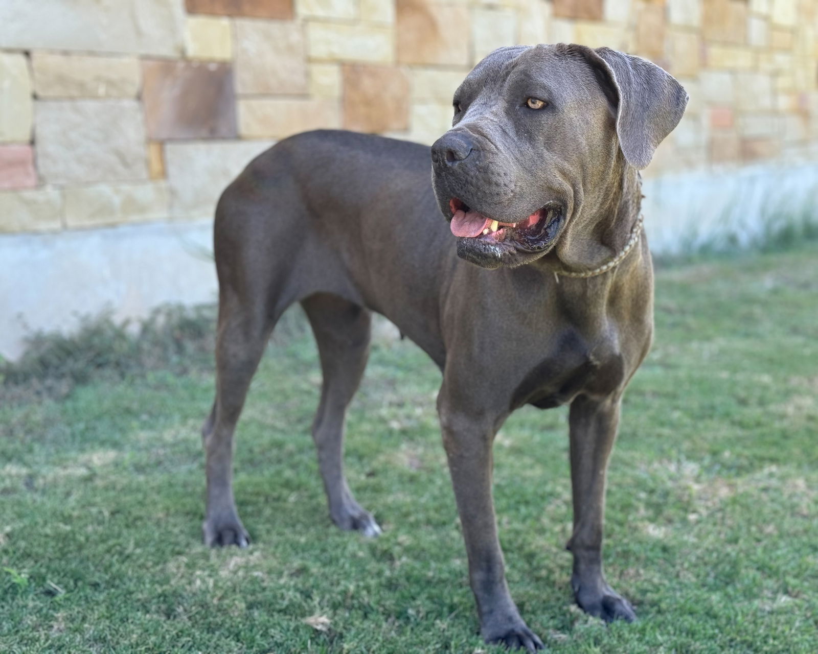 adoptable Dog in Lakehills, TX named Angie