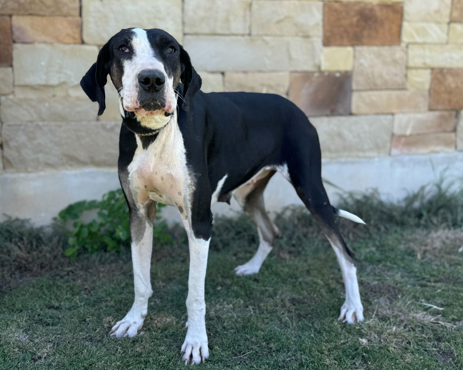 adoptable Dog in Lakehills, TX named Willow D