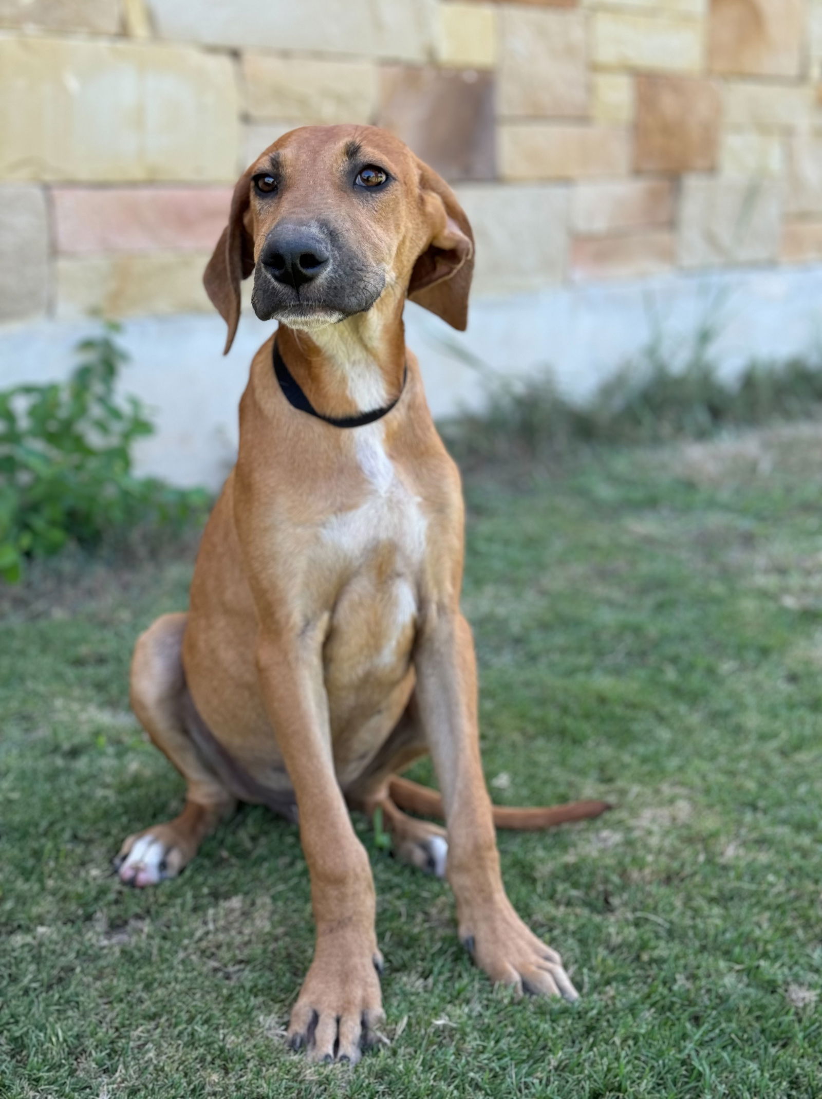 adoptable Dog in Lakehills, TX named Polo