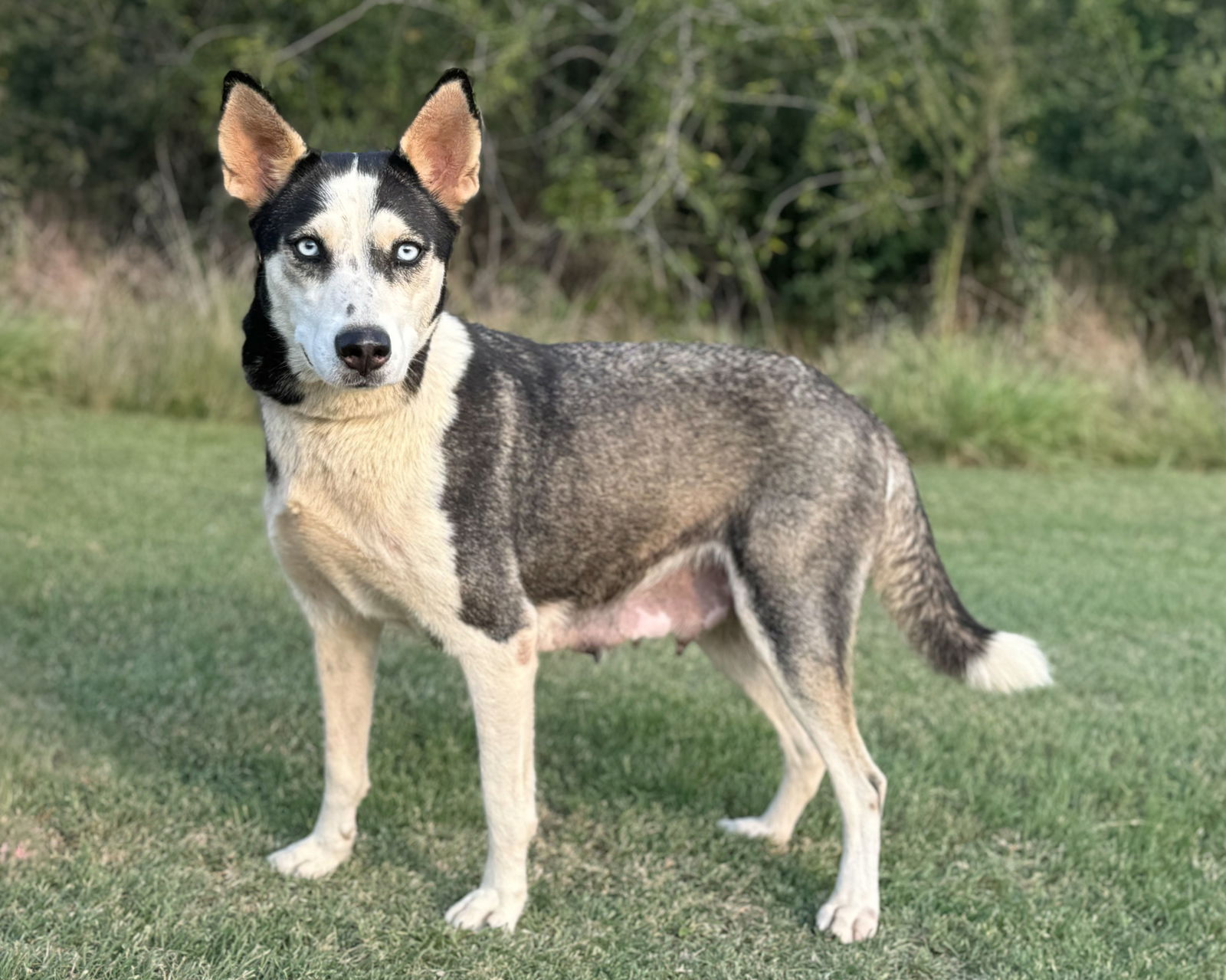 adoptable Dog in Lakehills, TX named Holly