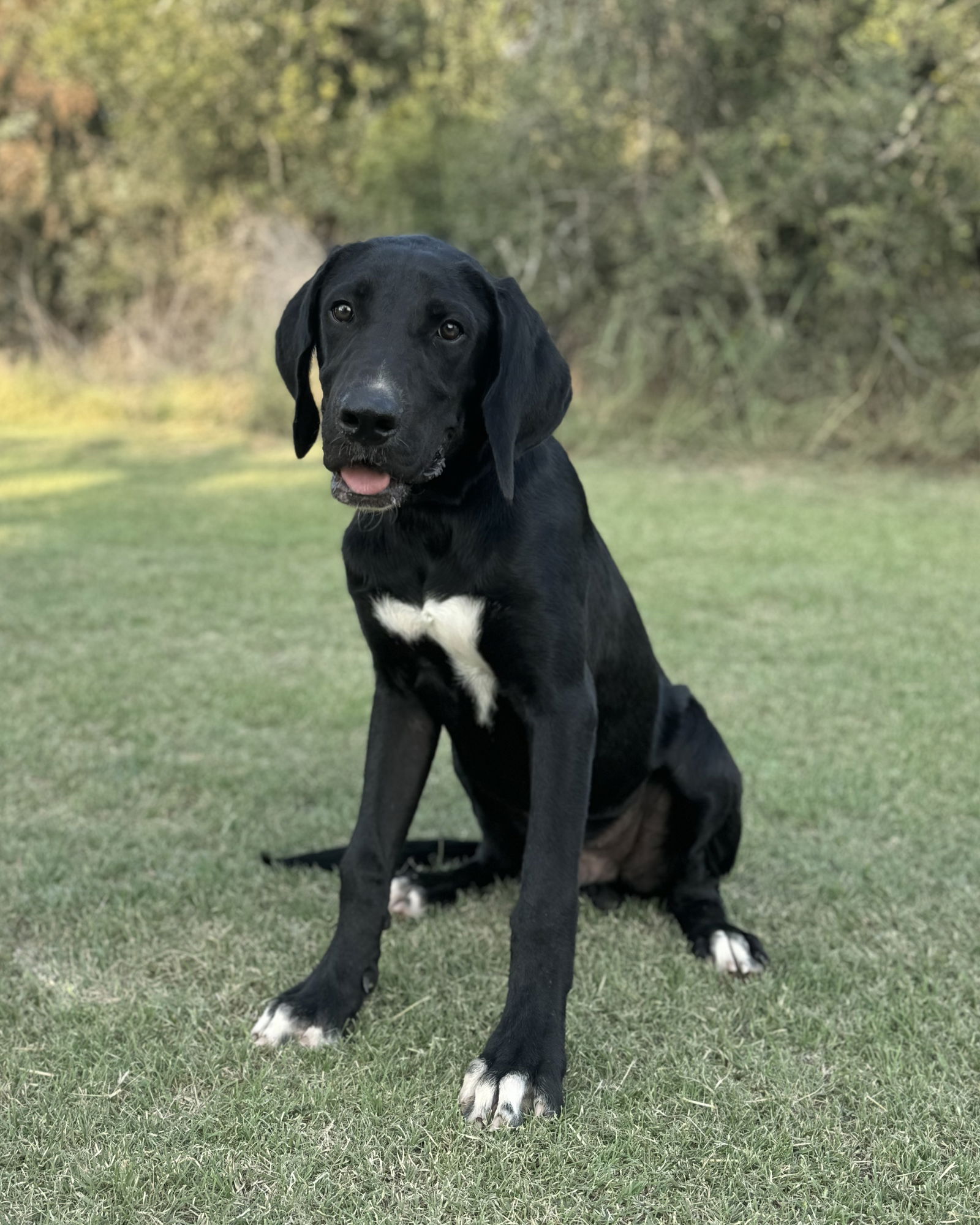 adoptable Dog in Lakehills, TX named *Reno