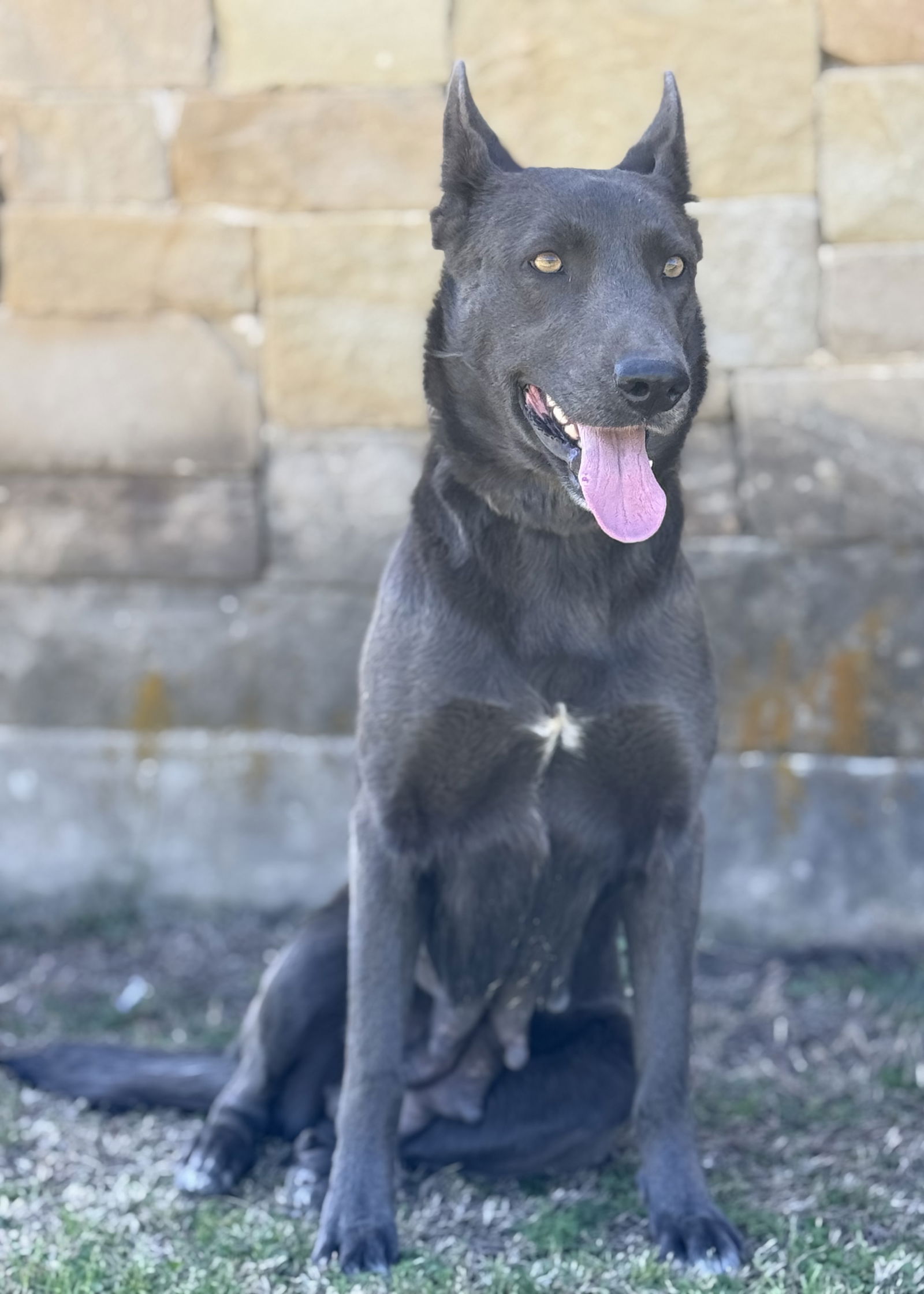 adoptable Dog in Lakehills, TX named Lauren