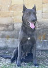 adoptable Dog in  named Lauren