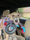 adoptable Dog in lakehills, TX named Sierra