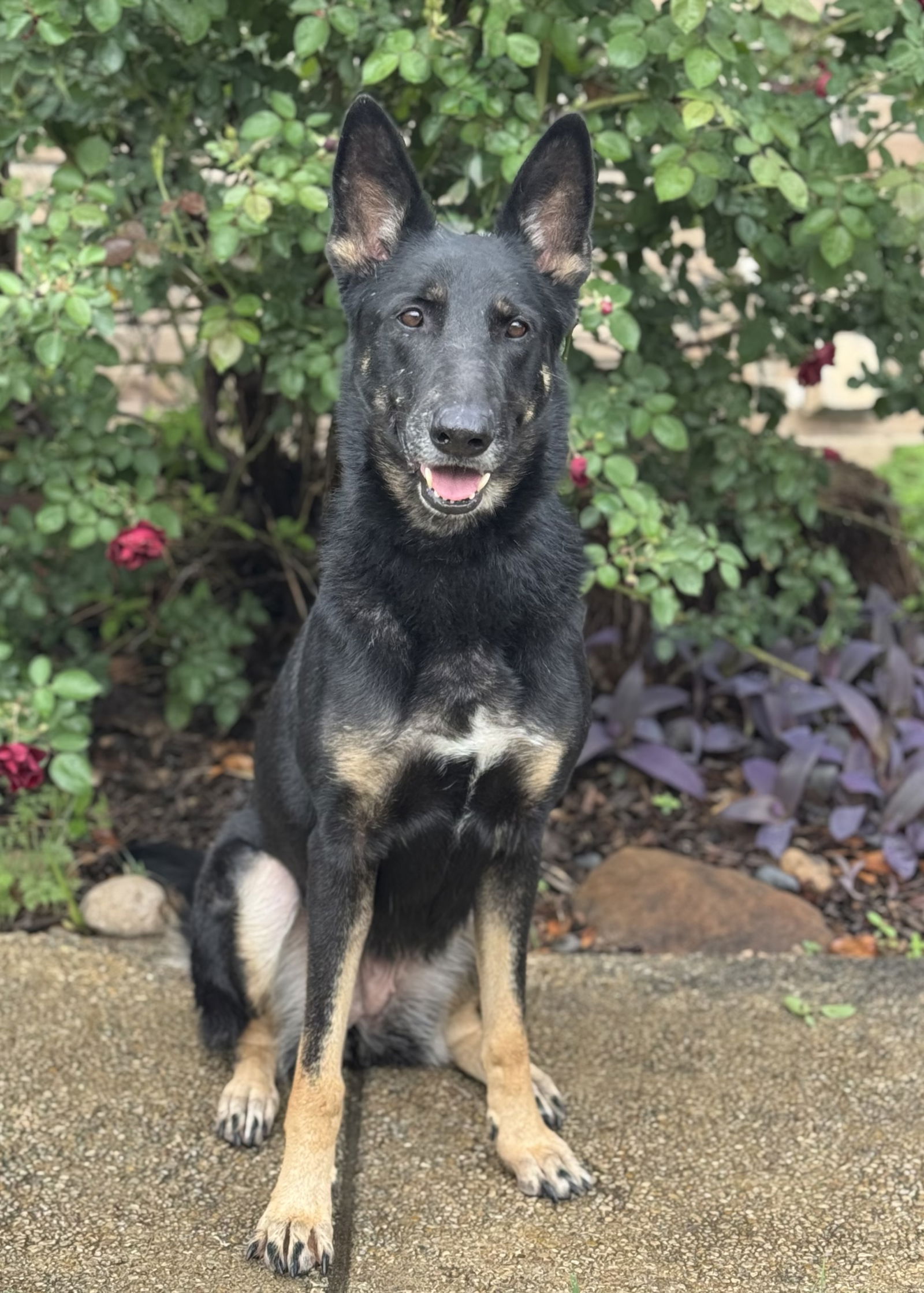 adoptable Dog in Lakehills, TX named Belle