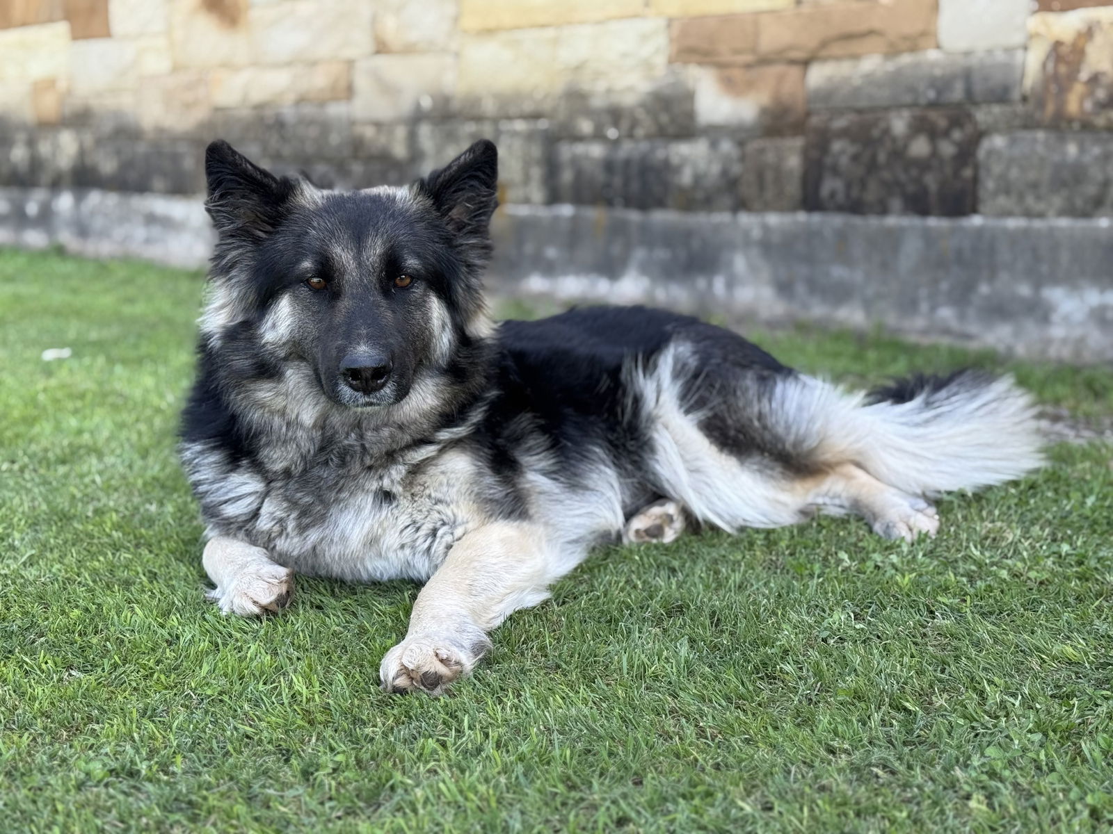 adoptable Dog in Lakehills, TX named Carmen