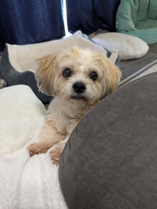 picture of the dog needing adoption