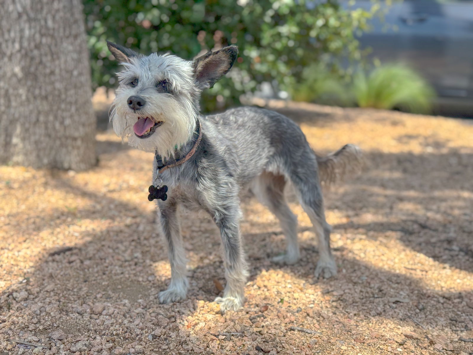 adoptable Dog in Lakehills, TX named Annie