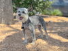 adoptable Dog in  named Annie