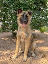 adoptable Dog in  named Jax